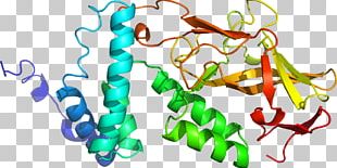 Line Point Body Jewellery Organism PNG