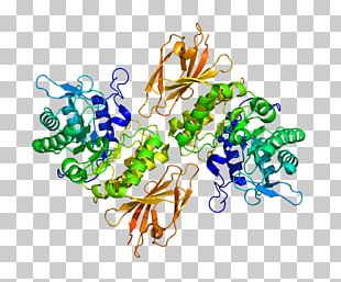 Schindler Disease Alpha-galactosidase Gene Beta-galactosidase Enzyme PNG