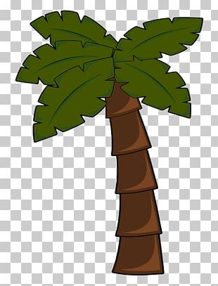 Arecaceae Tree PNG