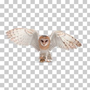 tawny owl pellets