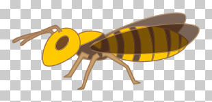 Bee - Cartoon Bee Drawing PNG