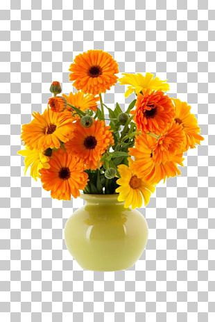 Calendula Png Images, Calendula Clipart Free Download