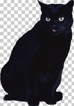 Black Cat Kitten PNG, Clipart, Animals, Autocad Dxf, Bat, Black, Black ...