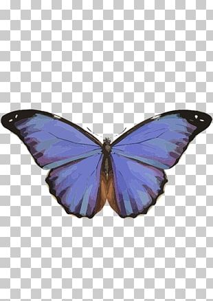 Butterfly Morpho Menelaus Morpho Peleides Apatura Iris Blue PNG ...