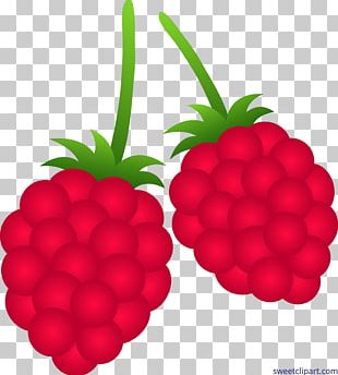 black raspberry png images black raspberry clipart free download imgbin com