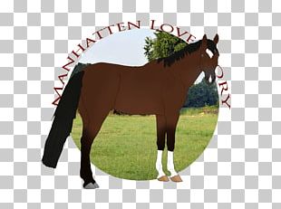 Stallion Mustang Foal Mare Colt PNG
