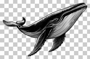 Retro Whale - Illustration Of A Whale PNG