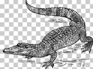 Nile Crocodile PNG