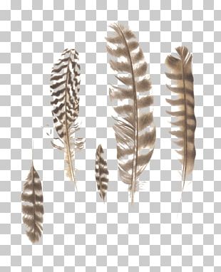 Feather PNG