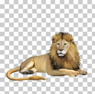 Lion Cartoon Animal Illustration PNG