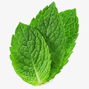 Mint Leaves PNG, Clipart, Crop, Dining, Download, Fig Photography ...