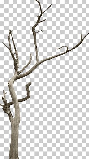 Bodhi Tree Branch Leaf Ficus Religiosa PNG, Clipart, Banyan, Bodhi ...