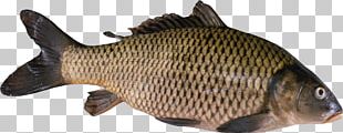 Fish Bream PNG, Clipart, Animals, Animal Source Foods, Bream, Crimson ...