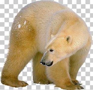 Polar Bear PNG, Clipart, Animal, Animals, Baby Bear, Bear, Bears Free ...