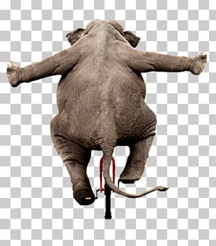 Indian Elephant African Elephant Elephants Animal Wildlife PNG