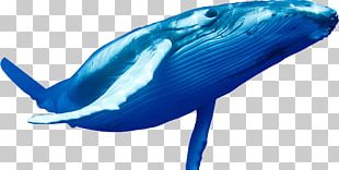 Blue Whale Cetaceans PNG
