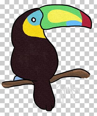 Parrot Bird Toucan Beak Piciformes PNG