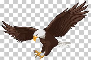 Bald Eagle White-tailed Eagle PNG, Clipart, Animals, Area, Artwork ...