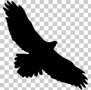 Falcon Silhouette PNG, Clipart, Beak, Bird, Black And White, Drawing ...