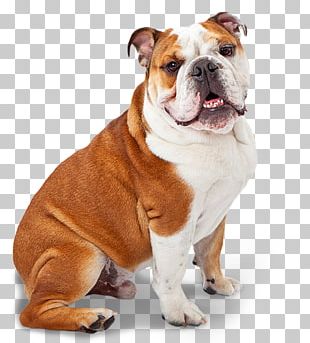Dorset Olde Tyme Bulldogge American Bulldog Pug Boxer PNG