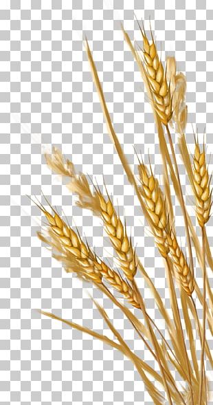 Wheat Ear PNG, Clipart, Beak, Cartoon Wheat, Cereals, Commodity, Crop ...