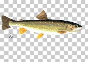 Rainbow Trout Brown Trout Freshwater Fish PNG, Clipart, Animals, Bony ...