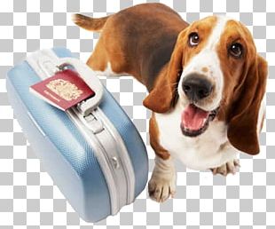 Dog Daycare Pet Sitting Cat PNG