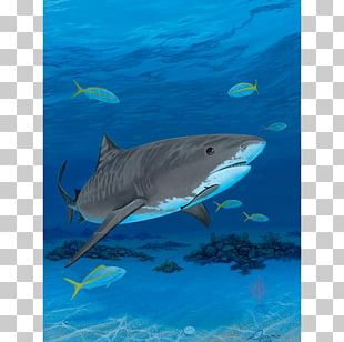 Tiger Shark Great White Shark Canvas Print Turtle PNG