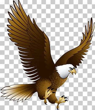 Bald Eagle Bird Portable Network Graphics Flight PNG, Clipart ...