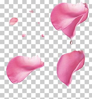 Red Rose Petals PNG, Clipart, Anniversary, Backgrounds, Close Up, Day ...