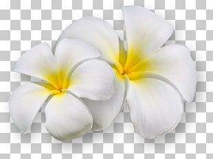 Frangipani Flower Png, Clipart, Blume, Branch, Clip , Color, Cut 