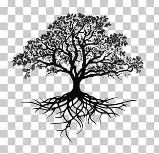 Drawing Root Tree Sketch PNG, Clipart, Art, Artwork, Black And White ...