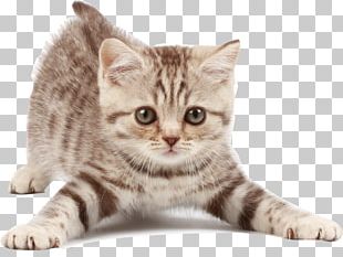 Siberian Cat Siamese Cat Kitten Dog Veterinarian PNG