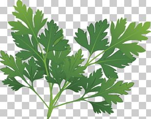 Parsley Herb Spice PNG