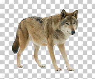 Mongolian Wolf Eurasian Wolf PNG, Clipart, Animals, Canis Lupus ...