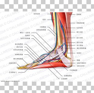 Sagittal Plane Homo Sapiens Torso Anatomy Human Body PNG, Clipart ...