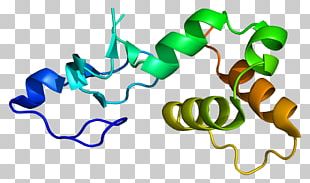 Affilin Crystallin Protein Ubiquitin Antigen PNG, Clipart, Affibody ...