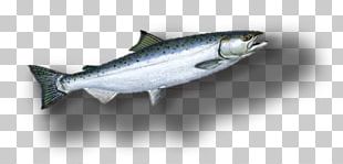 Sardine Smoked Salmon Fish Products Atlantic Salmon PNG, Clipart ...