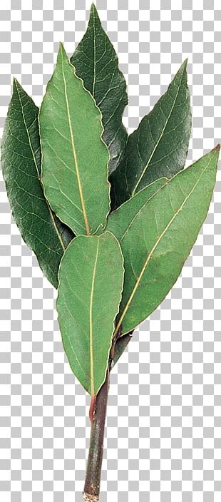 Bay Laurel Plant Stem Leaf Laurus PNG