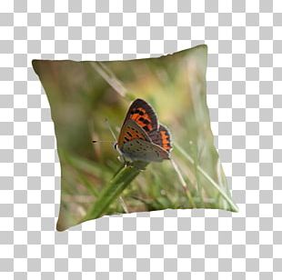 Butterfly Insect Pollinator Nymphalidae Cushion PNG