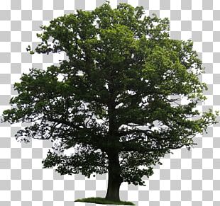 Branch Tree Maple Oak PNG, Clipart, Agac, Branch, Drawing, Elm, Green ...