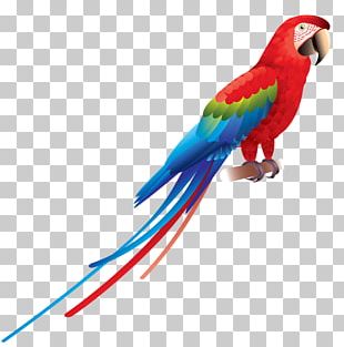 Scarlet Macaw Parrot Bird Blue-and-yellow Macaw PNG, Clipart, Animal ...