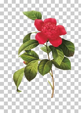 Japanese Camellia Botanical Illustration Botany Watercolor Painting PNG ...