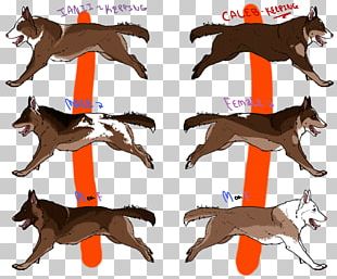 Panda German Shepherds Giant Panda Puppy English Toy Terrier PNG
