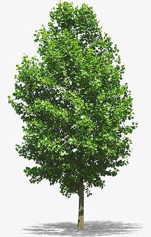 Tall Trees Png Images Tall Trees Clipart Free Download