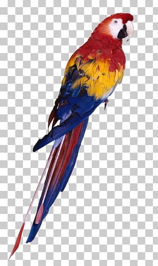 Companion Parrot Bird Macaw PNG, Clipart, Animals, Beak, Bird, Bird ...