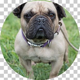 American Bulldog Olde English Bulldogge Toy Bulldog French Bulldog PNG