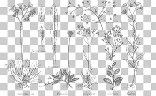 Flore Laurentienne Herbier Marie-Victorin Cercles Des Jeunes Naturalistes Flora Herbarium PNG
