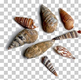 Seashell Mollusc Shell Bivalvia Png, Clipart, Animal, Animals, Bivalvia 