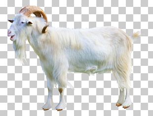 Sheep Goat Charolais Cattle Limousin Cattle Beef Cattle PNG, Clipart ...